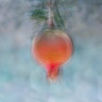 Holy Land Pomegranate Impressionist Painting — 7 species of Israel