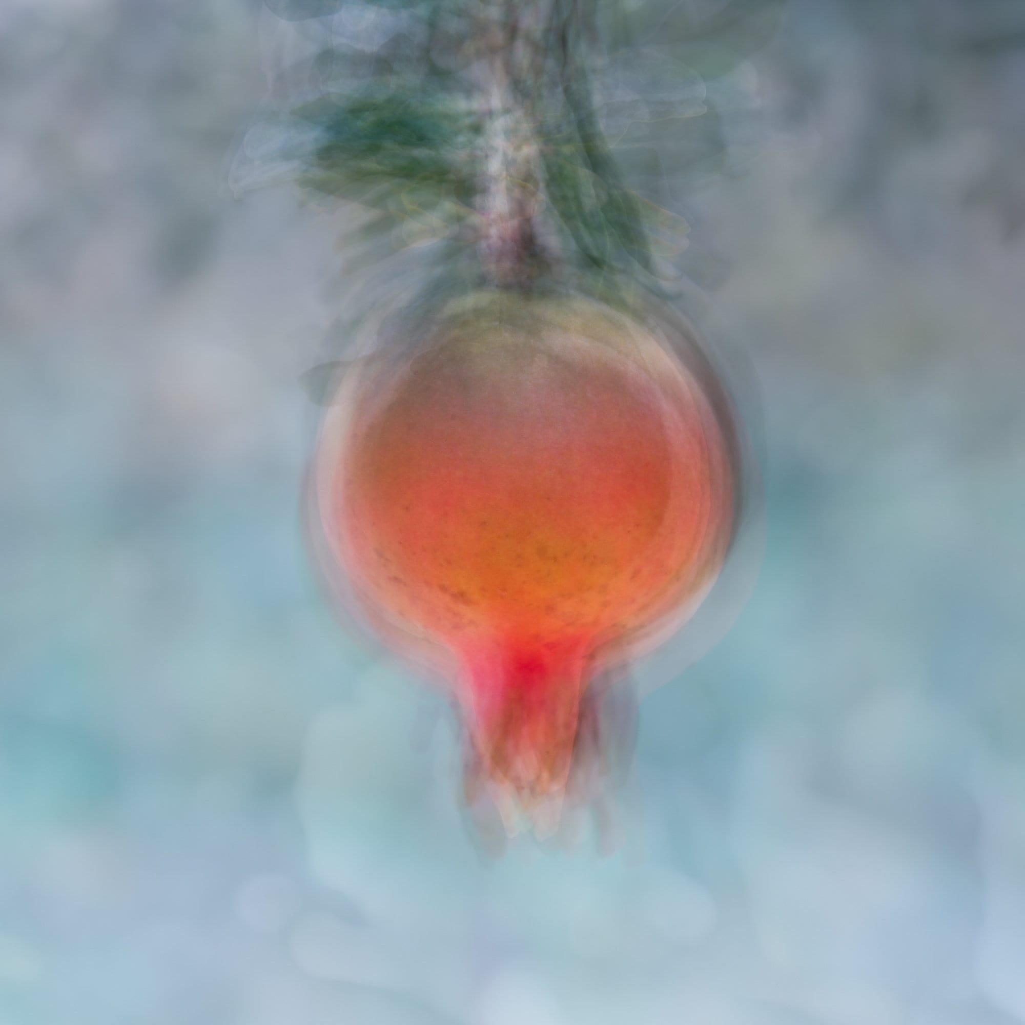 Holy Land Pomegranate Impressionist Painting — 7 species of Israel