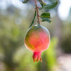 Israeli Pomegranate — Red Fruit of Israel — 7 species of Israel