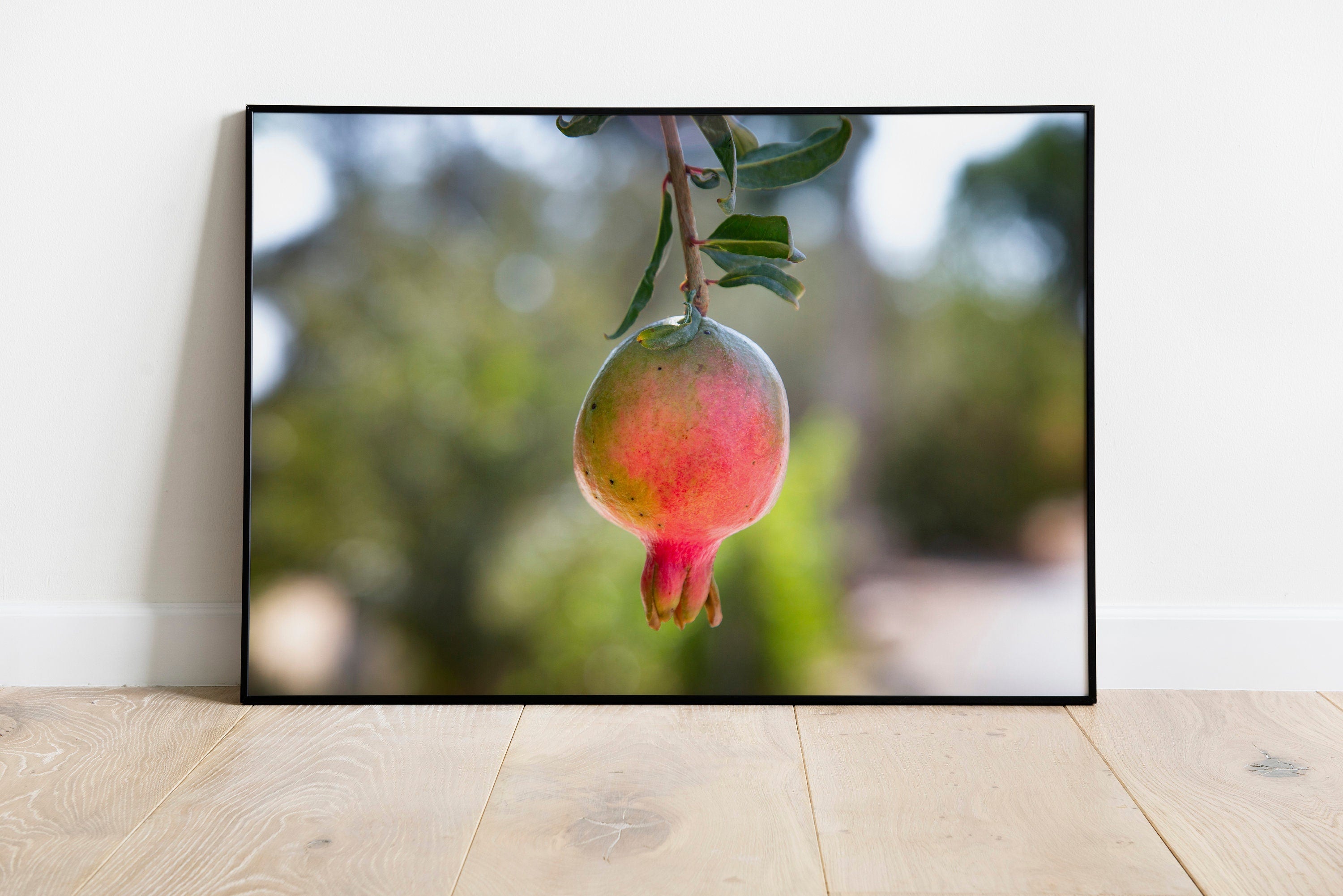 Israeli Pomegranate — Red Fruit of Israel — 7 species of Israel