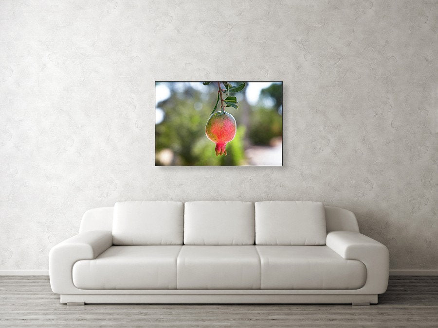Israeli Pomegranate — Red Fruit of Israel — 7 species of Israel