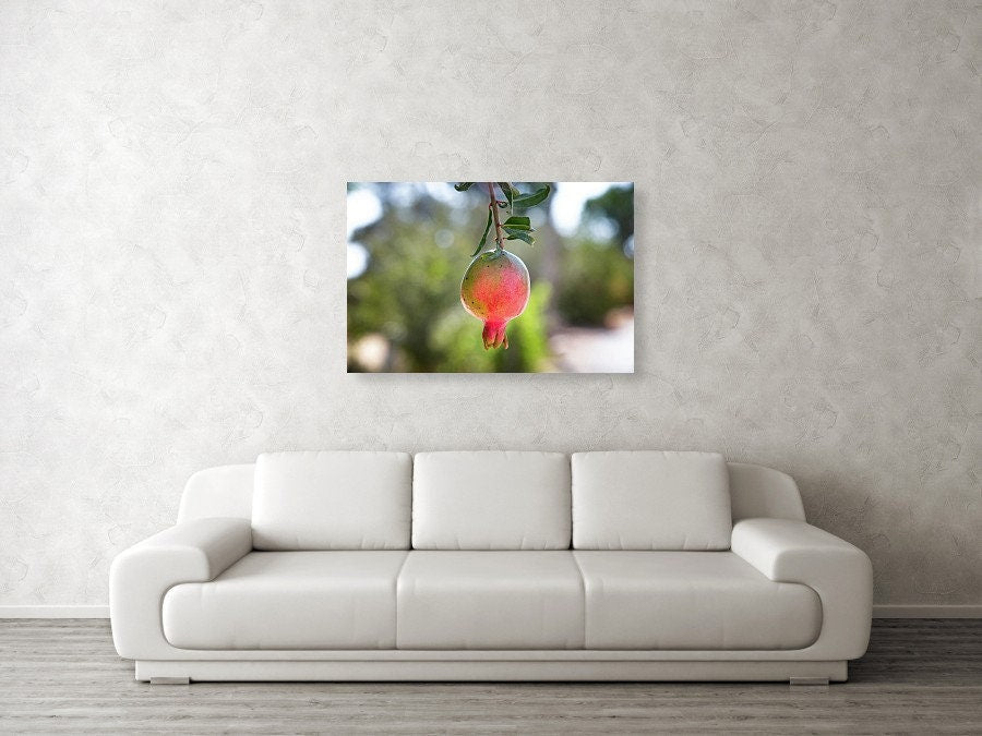 Israeli Pomegranate — Red Fruit of Israel — 7 species of Israel
