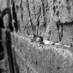 Black and White Jewish Kotel Wall Fine Art Print - Western Wall with Prayer Hand & Paper Notes between Stones - A Wailing Wall Kosel Canvas