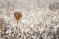 Wild Gold Flower Photography — Closed Wild Dryed Carrot Flower with cotton field , Israel, Wall Decor Nature Photography
