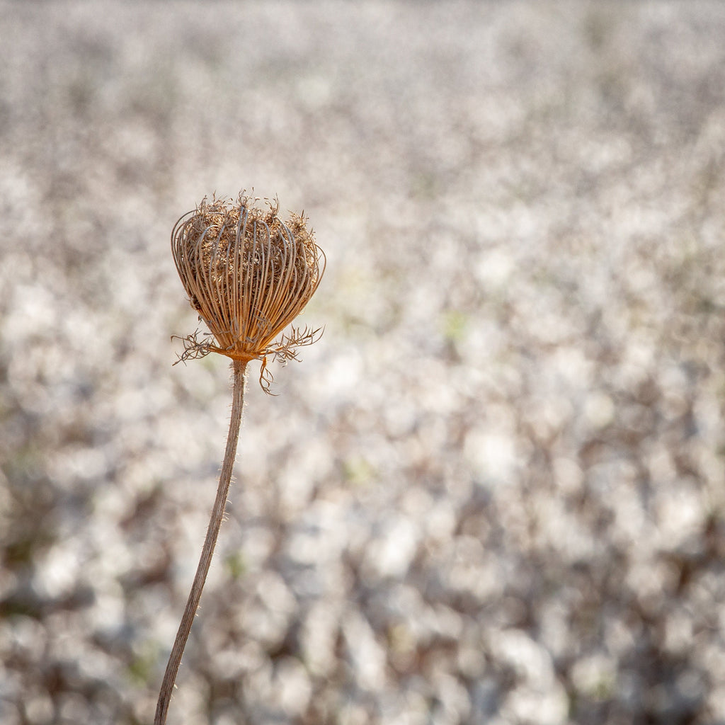 Wild Gold Flower Photography — Closed Wild Dryed Carrot Flower with cotton field , Israel, Wall Decor Nature Photography