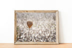 Wild Gold Flower Photography — Closed Wild Dryed Carrot Flower with cotton field , Israel, Wall Decor Nature Photography