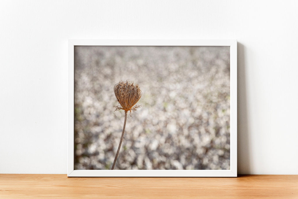 Wild Gold Flower Photography — Closed Wild Dryed Carrot Flower with cotton field , Israel, Wall Decor Nature Photography