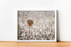 Wild Gold Flower Photography — Closed Wild Dryed Carrot Flower with cotton field , Israel, Wall Decor Nature Photography