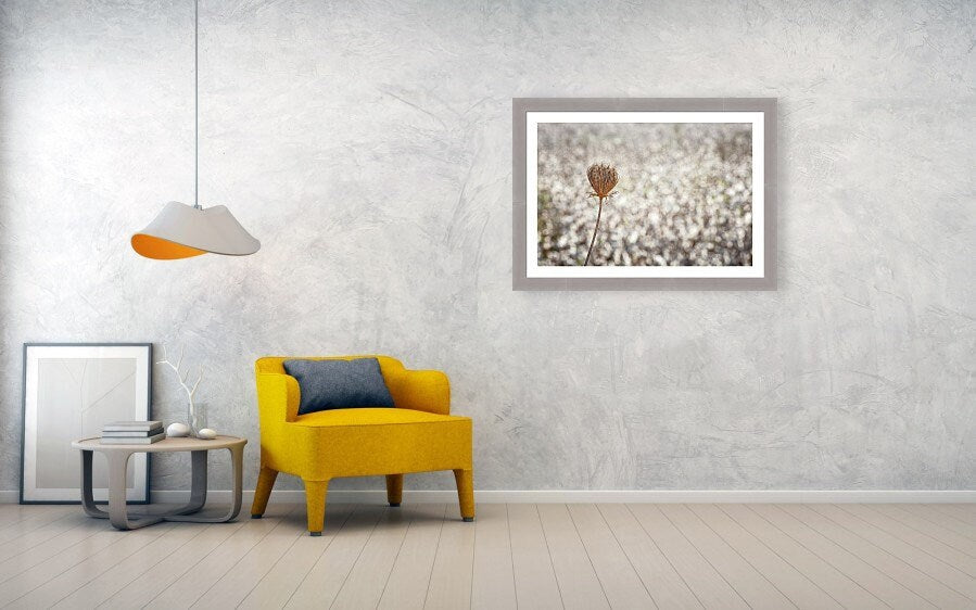 Wild Gold Flower Photography — Closed Wild Dryed Carrot Flower with cotton field , Israel, Wall Decor Nature Photography