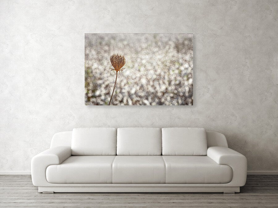 Wild Gold Flower Photography — Closed Wild Dryed Carrot Flower with cotton field , Israel, Wall Decor Nature Photography