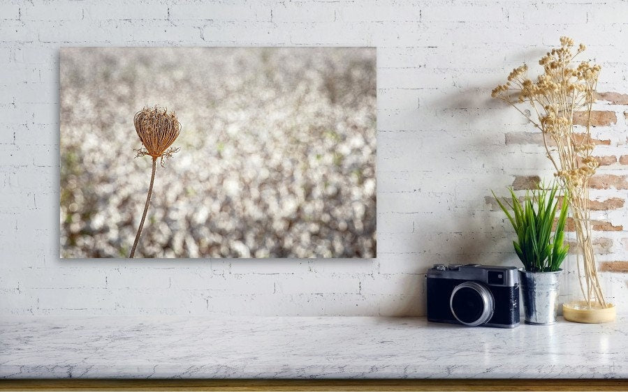 Wild Gold Flower Photography — Closed Wild Dryed Carrot Flower with cotton field , Israel, Wall Decor Nature Photography