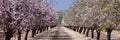 Panoramic Blossom Almond Trees Landscape — Israel Holy Land Nature