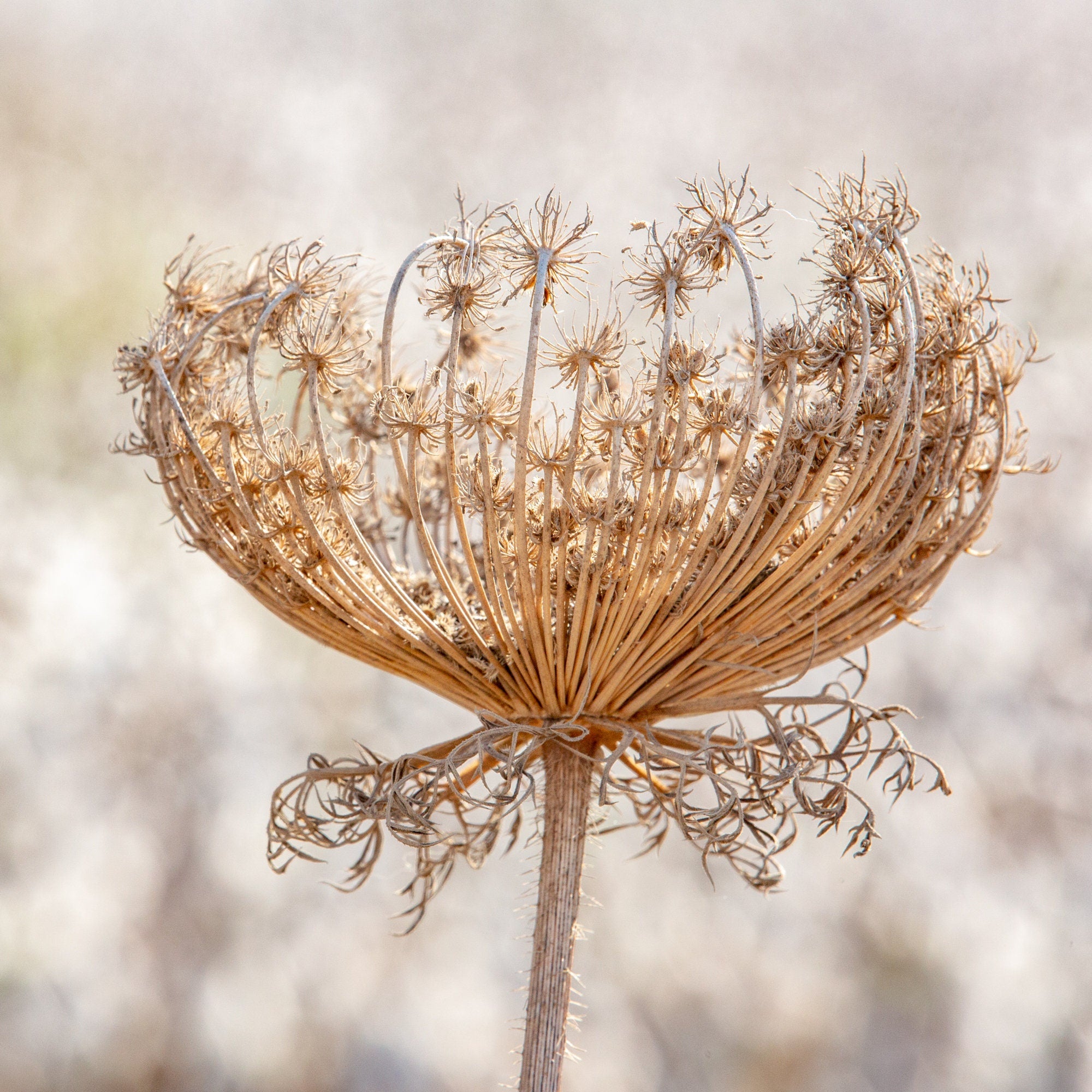 Wild Dried Carrot Flower with White Cotton Field — Holy Land Israel Nature