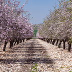 Israeli Holy Land Blooming Trees Landscape — Almond Blossom Flowers