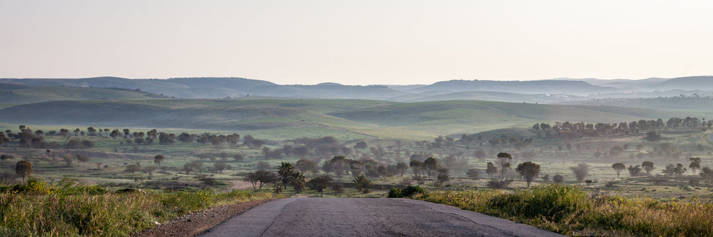 Israel Holy Land Panoramic Green Forest Landscape