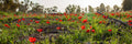 Panoramic Red Wild Flowers Field — Holy Land Israeli Landscape