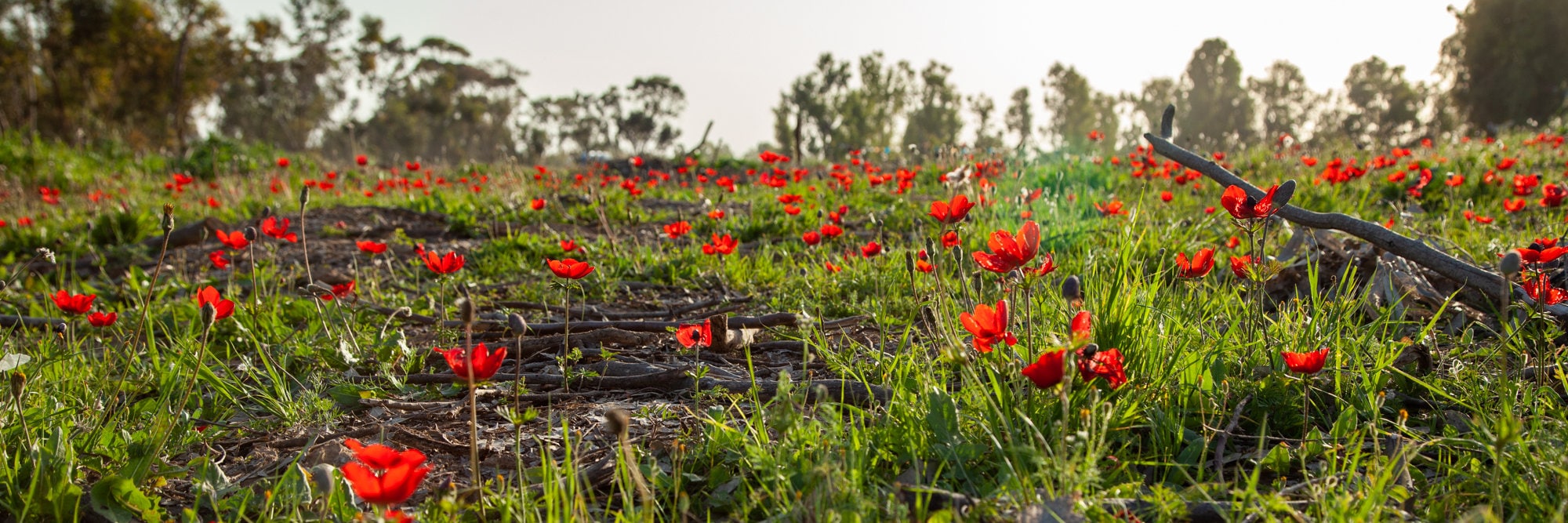 Panoramic Red Wild Flowers Field — Holy Land Israeli Landscape
