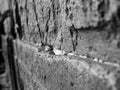 Black and White Jewish Kotel Wall Fine Art Print - Western Wall with Prayer Hand & Paper Notes between Stones - A Wailing Wall Kosel Canvas
