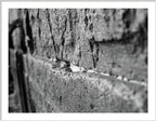 Black and White Jewish Kotel Wall Fine Art Print - Western Wall with Prayer Hand & Paper Notes between Stones - A Wailing Wall Kosel Canvas