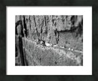 Black and White Jewish Kotel Wall Fine Art Print - Western Wall with Prayer Hand & Paper Notes between Stones - A Wailing Wall Kosel Canvas