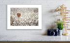 Wild Gold Flower Photography — Closed Wild Dryed Carrot Flower with cotton field , Israel, Wall Decor Nature Photography