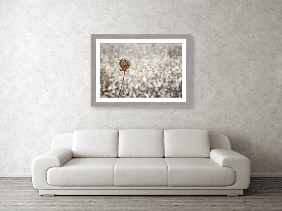 Wild Gold Flower Photography — Closed Wild Dryed Carrot Flower with cotton field , Israel, Wall Decor Nature Photography