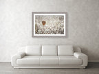 Wild Gold Flower Photography — Closed Wild Dryed Carrot Flower with cotton field , Israel, Wall Decor Nature Photography