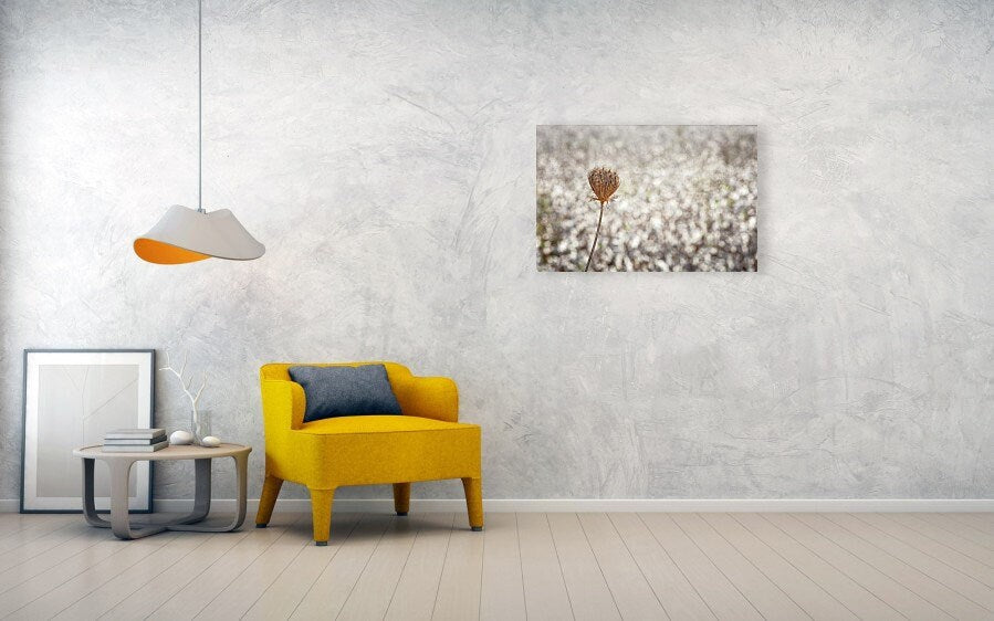 Wild Gold Flower Photography — Closed Wild Dryed Carrot Flower with cotton field , Israel, Wall Decor Nature Photography