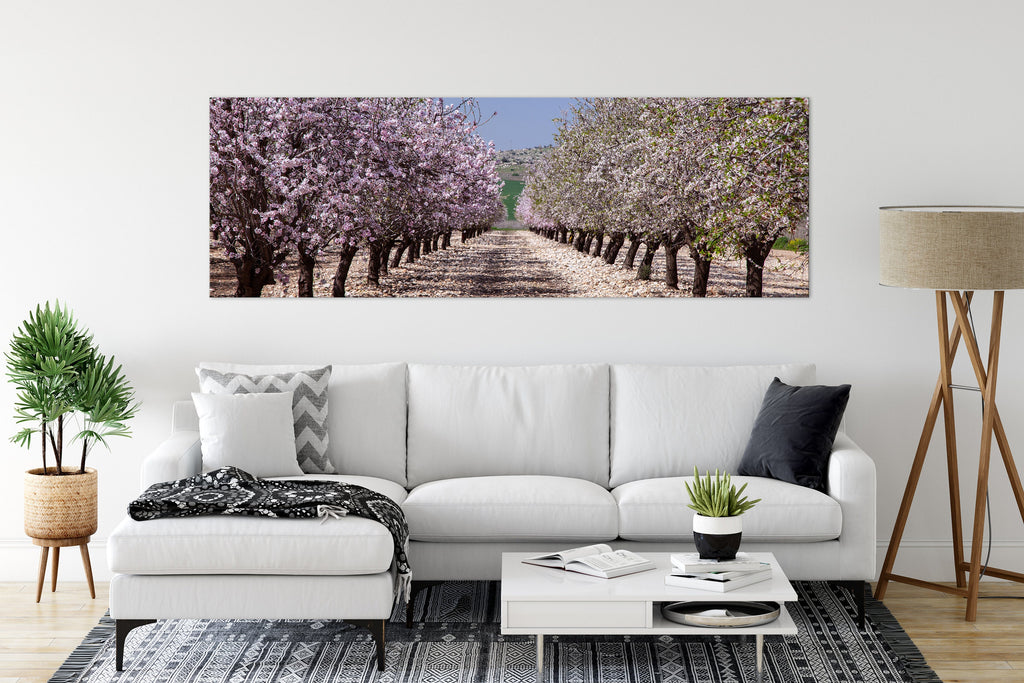 Panoramic Blossom Almond Trees Landscape — Israel Holy Land Nature