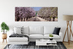 Panoramic Blossom Almond Trees Landscape — Israel Holy Land Nature