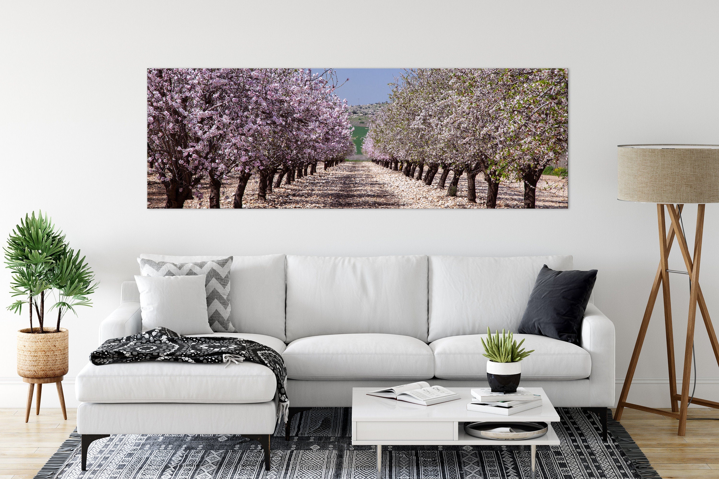 Panoramic Blossom Almond Trees Landscape — Israel Holy Land Nature
