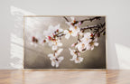 Macro Almond Blooming Flowers — Israel Holy Land White Pink Flowers