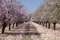 White and Pink Almond Blossom Triptych Print: Holy Land Israeli Landscape