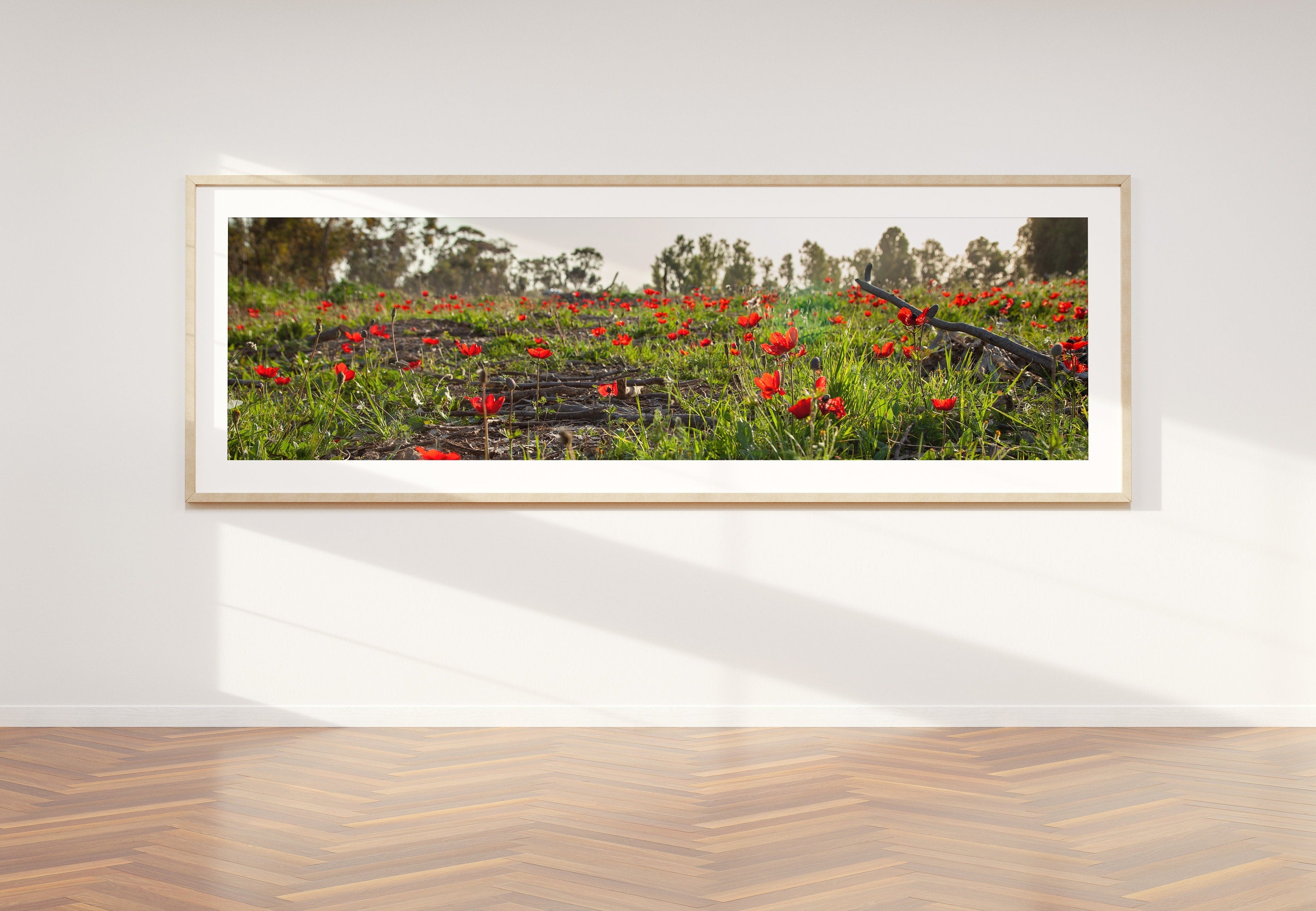Panoramic Red Wild Flowers Field — Holy Land Israeli Landscape
