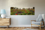 Panoramic Red Wild Flowers Field — Holy Land Israeli Landscape