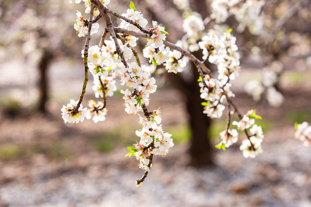 Israeli Almond Blossom Trees at Sunset — Holy Land Nature