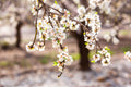 Israeli Almond Blossom Trees at Sunset — Holy Land Nature