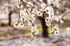 Israeli Almond Blossom Trees at Sunset — Holy Land Nature