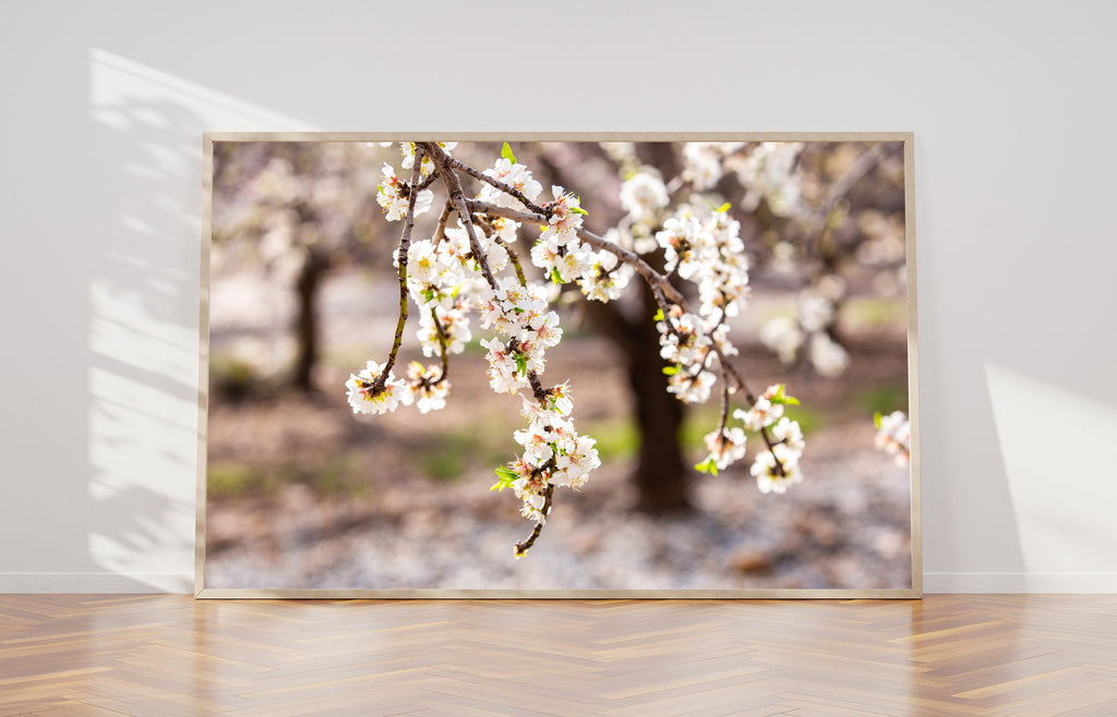 Israeli Almond Blossom Trees at Sunset — Holy Land Nature