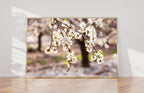 Israeli Almond Blossom Trees at Sunset — Holy Land Nature