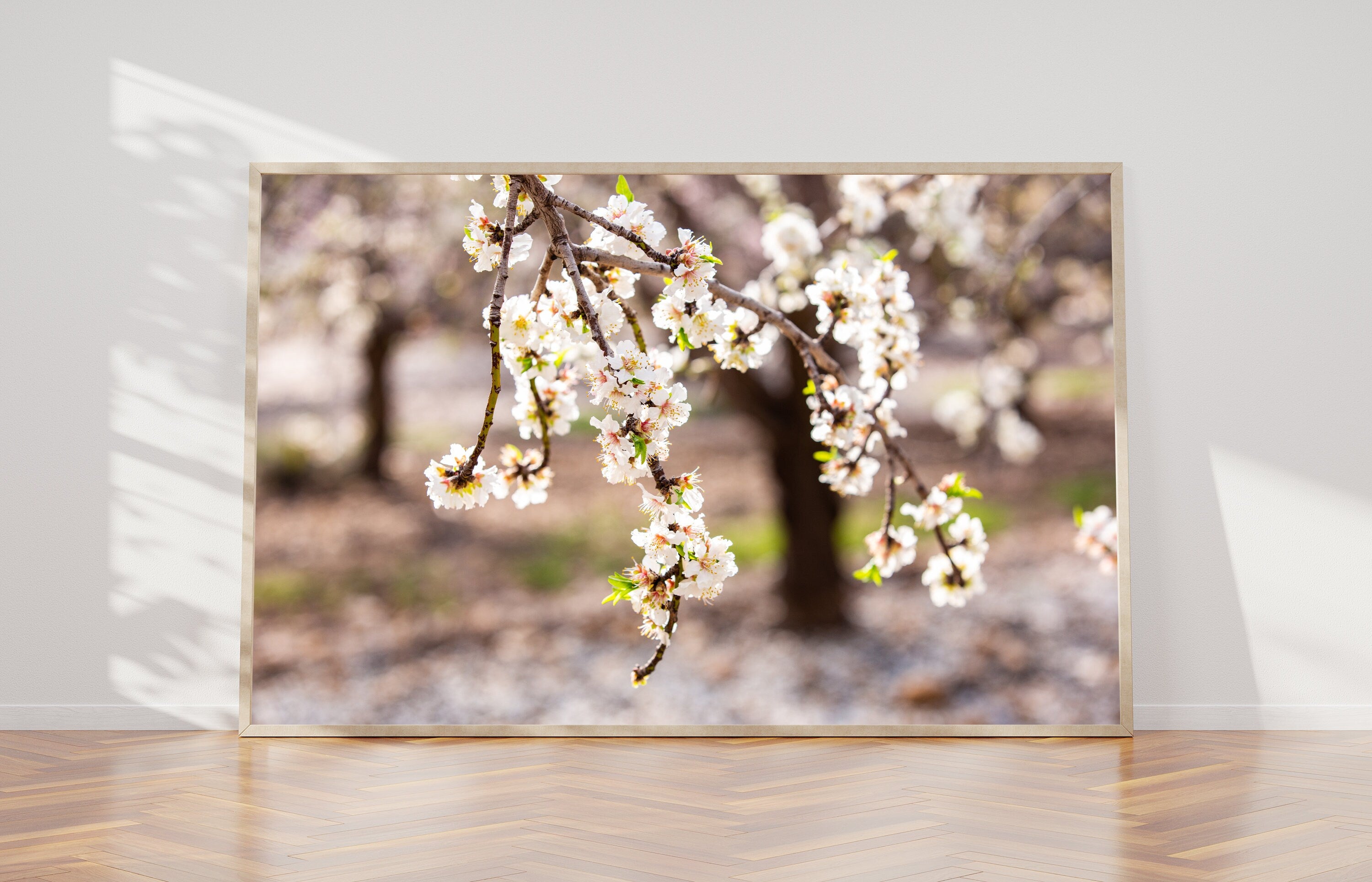 Israeli Almond Blossom Trees at Sunset — Holy Land Nature