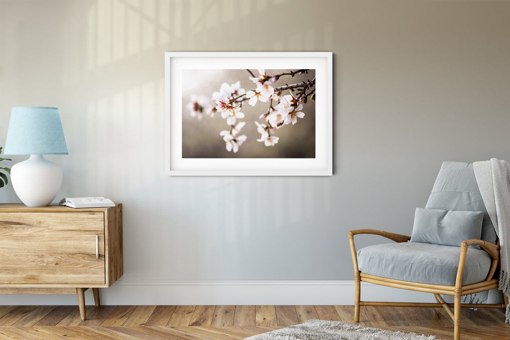 Macro Almond Blooming Flowers — Israel Holy Land White Pink Flowers