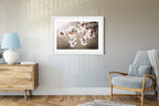 Macro Almond Blooming Flowers — Israel Holy Land White Pink Flowers
