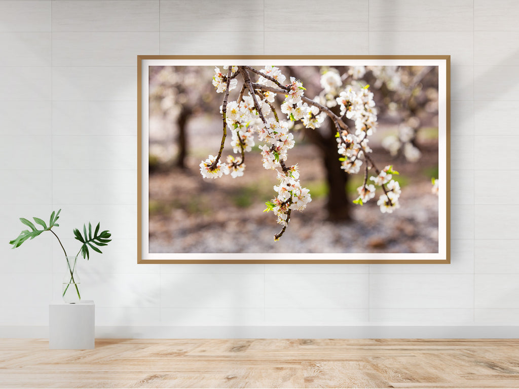 Israeli Almond Blossom Trees at Sunset — Holy Land Nature