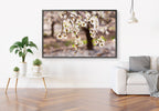 Israeli Almond Blossom Trees at Sunset — Holy Land Nature