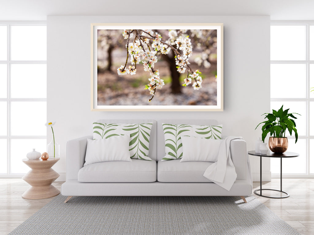 Israeli Almond Blossom Trees at Sunset — Holy Land Nature