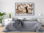 Israeli Almond Blossom Trees at Sunset — Holy Land Nature