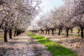 Holy Land Almond Blooming Trees Landscape — Israel Photography