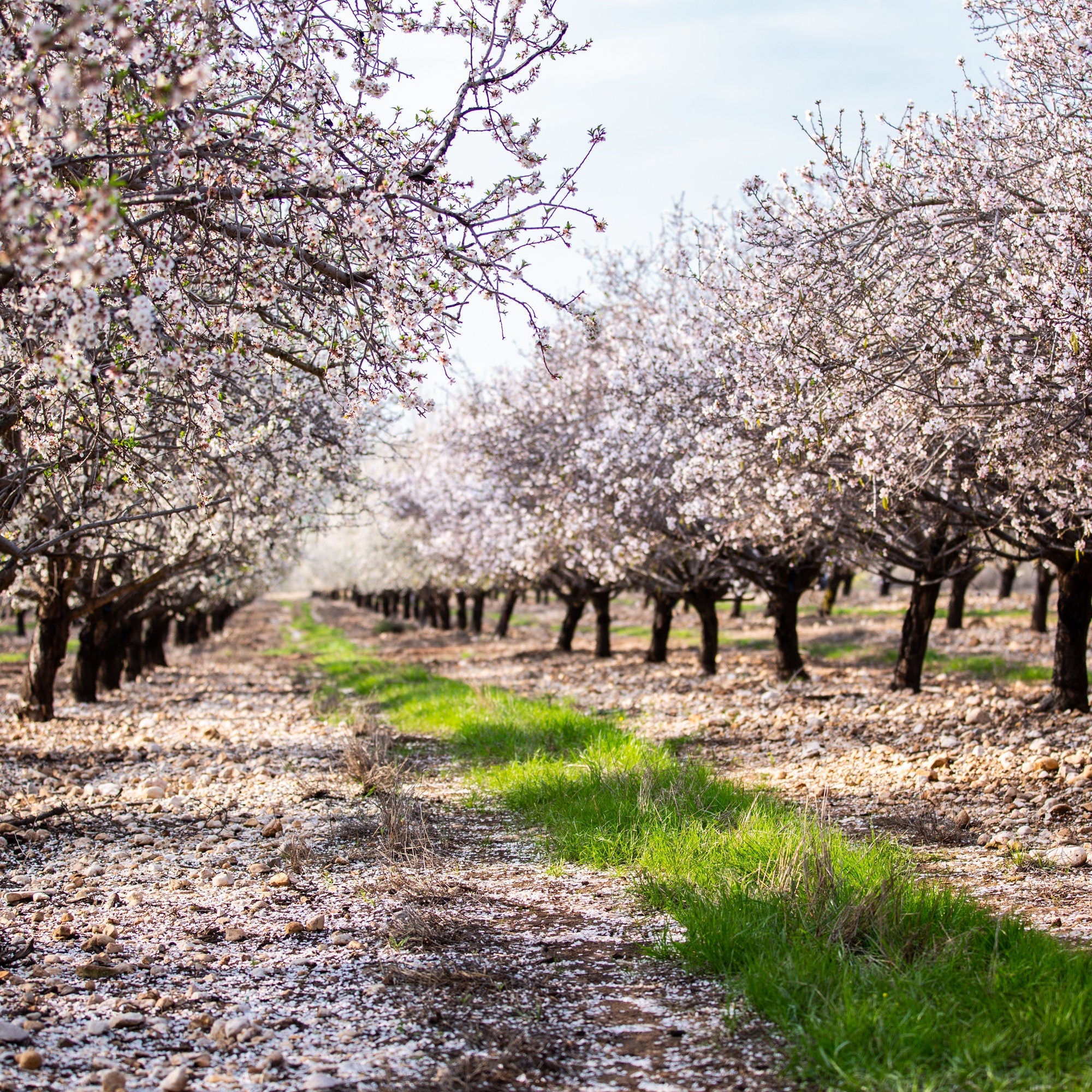 Holy Land Almond Blooming Trees Landscape — Israel Photography