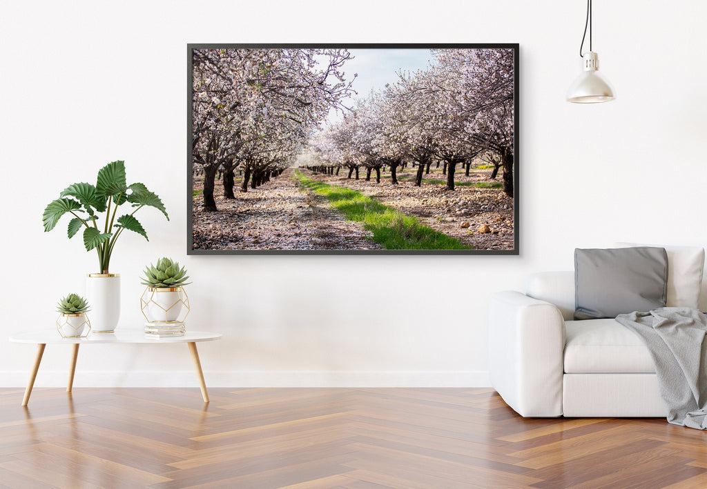 Holy Land Almond Blooming Trees Landscape — Israel Photography